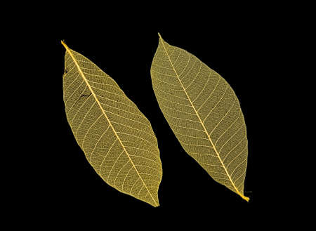 Two green leaves over black  の写真素材