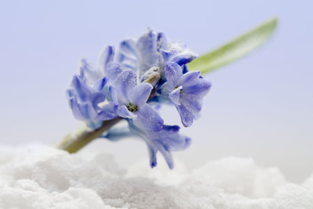 Tender hyacinth lying on the snow  