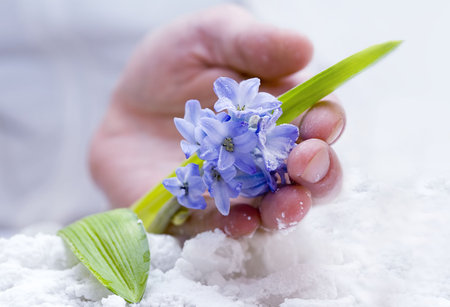The woman's hand holding tender hyacinth  の写真素材