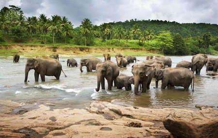 A herd of Asian Elephants cross a large river  の写真素材