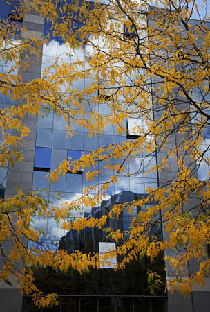 Yellow tree in front of an office building in Brussels, Belgium.の写真素材