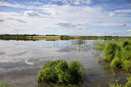 Summer rushy lake view with some plants on water surface