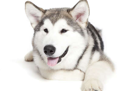 Five month old alaskan malamute puppy against white backgroundの写真素材