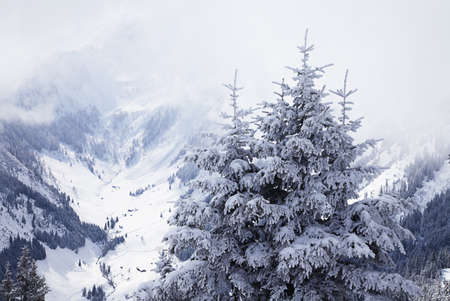 Foggy forest and mountains in winter in Austrian Alps, near Bad Gasteinの写真素材