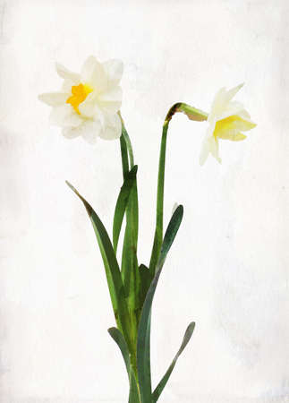 Illustration of watercolor daffodil on a vintage backgroundの写真素材