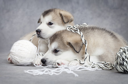 Two malamute puppies take a rest after play with a ball of stringの写真素材