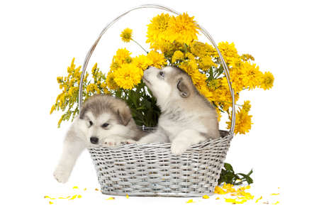 Two malamute puppies  in a flower basket over whiteの写真素材