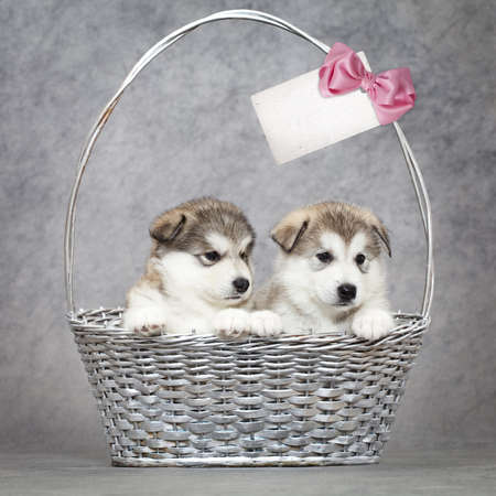 Two malamute puppies  in a basket with blank card for your textの写真素材