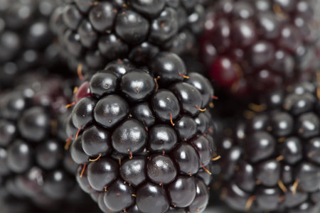 Macro view of a blackberry. Full frame background