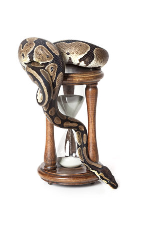 Royal Python with hourglass on white background
