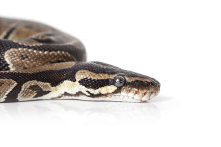 Portrait of Python snake on white backgroundの写真素材