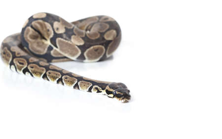 Royal Python in studio against a white backgroundの写真素材