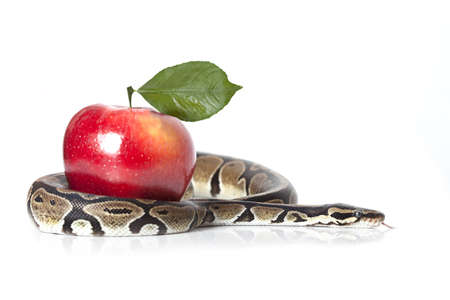Royal Python with red apple on white backgroundの写真素材
