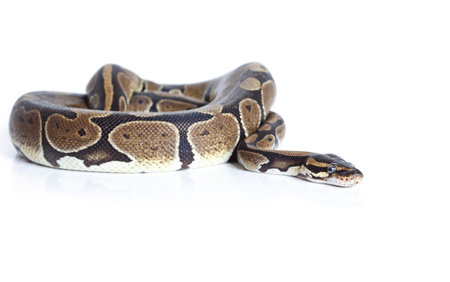 Royal Python snake in studio against a white background