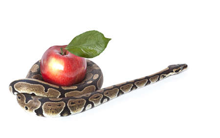 Royal Python with red apple on white backgroundの写真素材