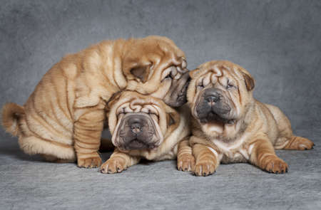 One month old Shar-Pei puppies against grey backgroundの写真素材