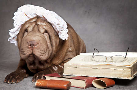 Chinese Shar-Pei grandma dog reads the bookの写真素材