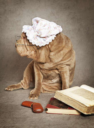 Chinese sharpei grandma dog reads the book against grey backgroundの写真素材