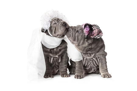 Two sharpei puppy dog dressed in wedding attire, on white background