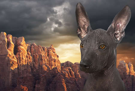 Portrait of Mexican xoloitzcuintle dog against mountainsの写真素材