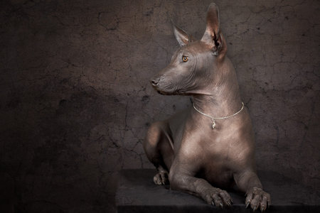 Portrait of Mexican xoloitzcuintle dog against grunge backgroundの写真素材