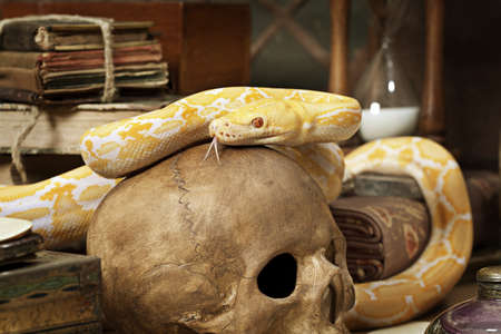 Lavender Tiger Albino python on a human skull closeupの写真素材