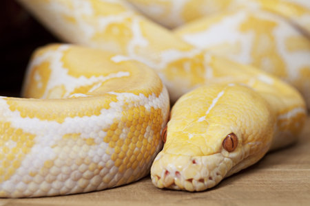 Portrait of Lavender Tiger Albino python closeupの写真素材