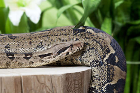 Frontal shot of a Boa Constrictor creeping on a wooden stumpの写真素材