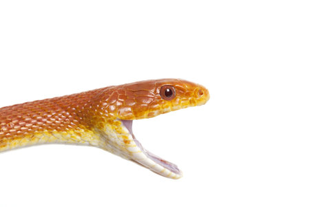 Texas rat snake closeup on white background