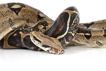 Boa Constrictor snake in studio isolated on white backgroundの写真素材