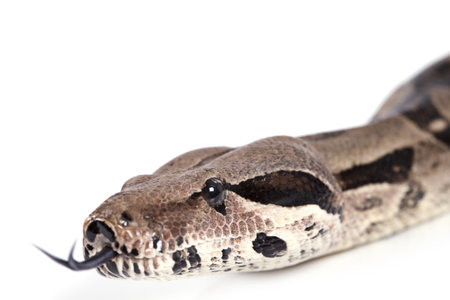 Portrait of Boa snake closeup on white background