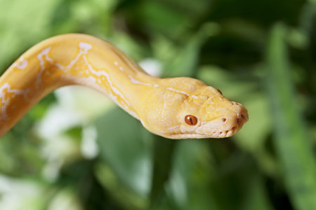 Lavender Tiger Albino python snake closeup outdoor