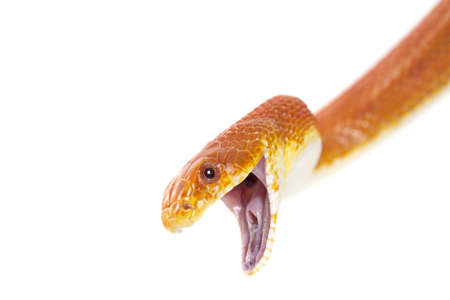 Texas rat snake closeup on white backgroundの写真素材