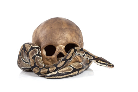 Royal Python snake with human skull on white