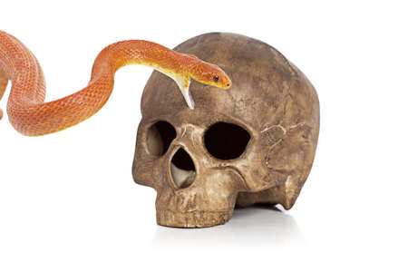 Red Texas rat snake with human skull on whiteの写真素材