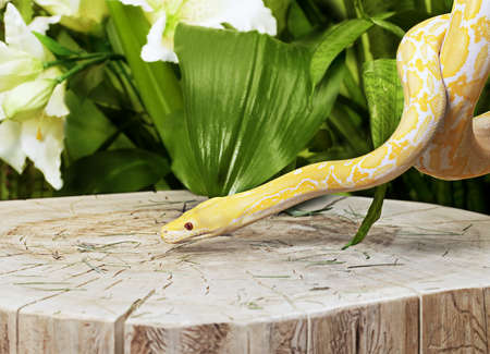 Lavender Tiger Albino python snake on old stumpの写真素材