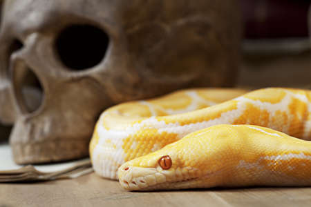 Lavender Tiger Albino python with human skull closeupの写真素材