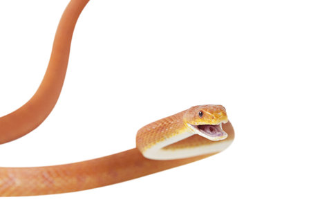 Red Texas rat snake attacking  Isolated on white background