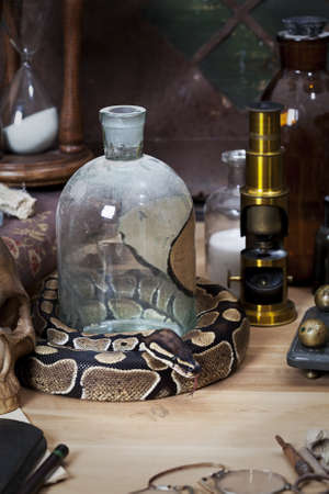 Vintage still life with Royal Python snakeの写真素材