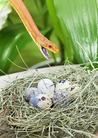 Red Texas rat snake in a birdの写真素材