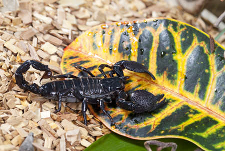 Close up Emperor Scorpions  Pandinus imperator  in wildlifeの写真素材