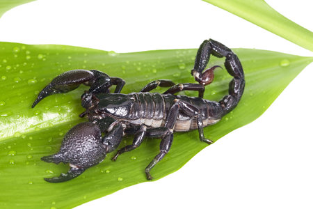 Emperor Scorpion (Pandinus imperator) on a green leaf