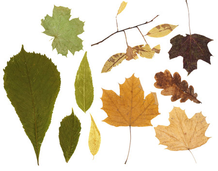 Allsorts of autumn leaves on a white background