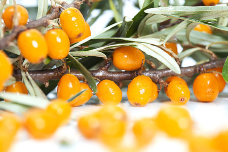 Ripe orange buckthorn berries on branches,  isolated on white