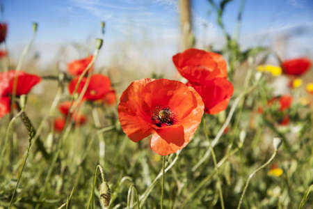 Poppy in a summer meadow  Tuscany, Italyの写真素材