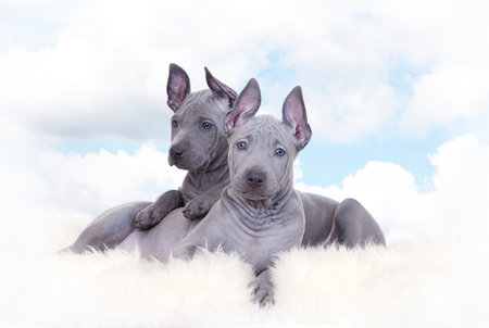 Thai ridgeback puppies against blue sky with cloudsの写真素材