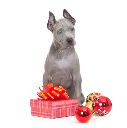 ridgeback puppy with Christmas decoration isolated on white の写真素材