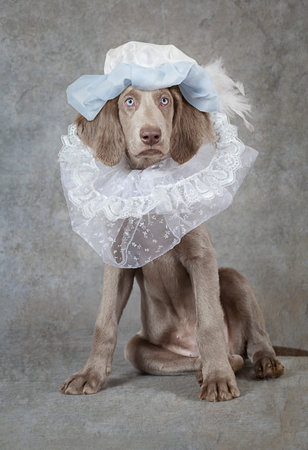 Humorous image of a Weimaraner dog wearing a hat, looking like a liege lordの写真素材