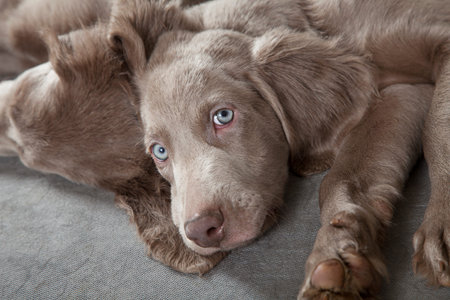 Three months old Weimaraner puppy looking at the camera with sleepy eyes