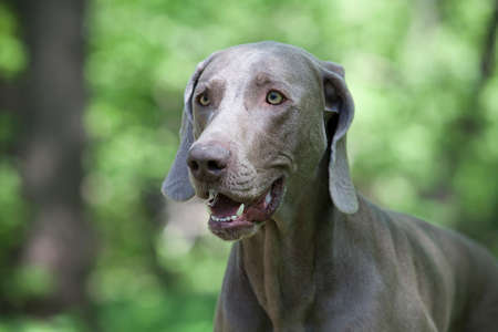 head and shoulders image of a beautiful Weimaraner dog outdoorの写真素材